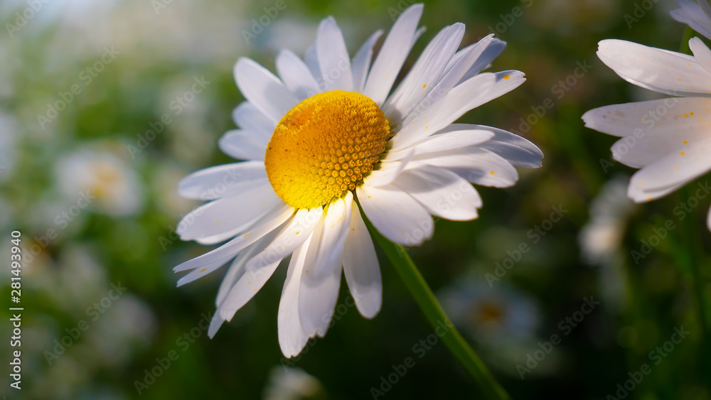 Fototapeta premium Chamomiles in the summer field close-up