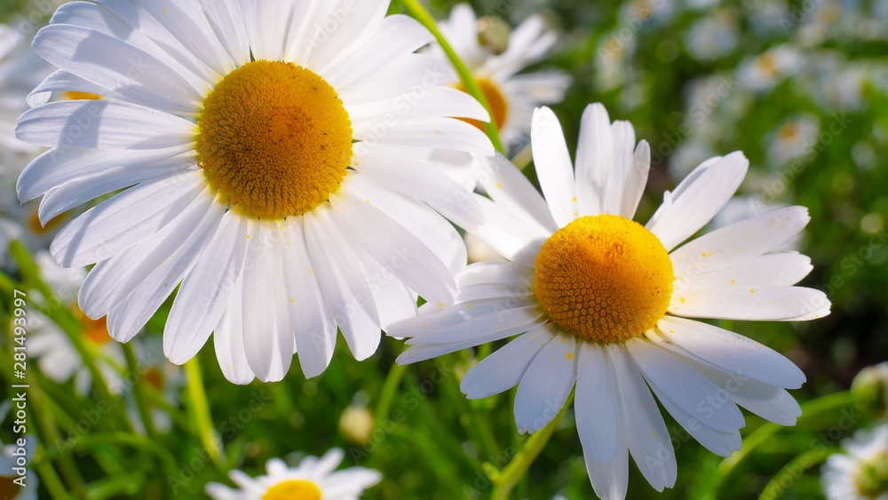 Fototapeta premium Chamomiles in the summer field close-up