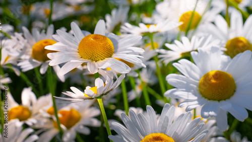 Chamomiles in the summer field close-up