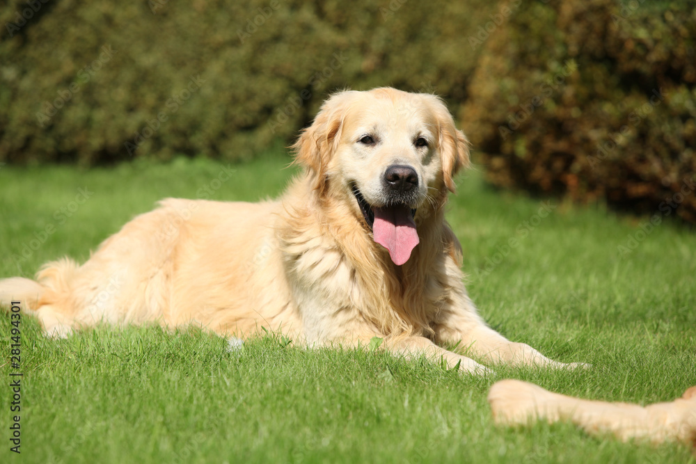 Beautiful golden retriever in the garden Beautiful golden retriever in the garden