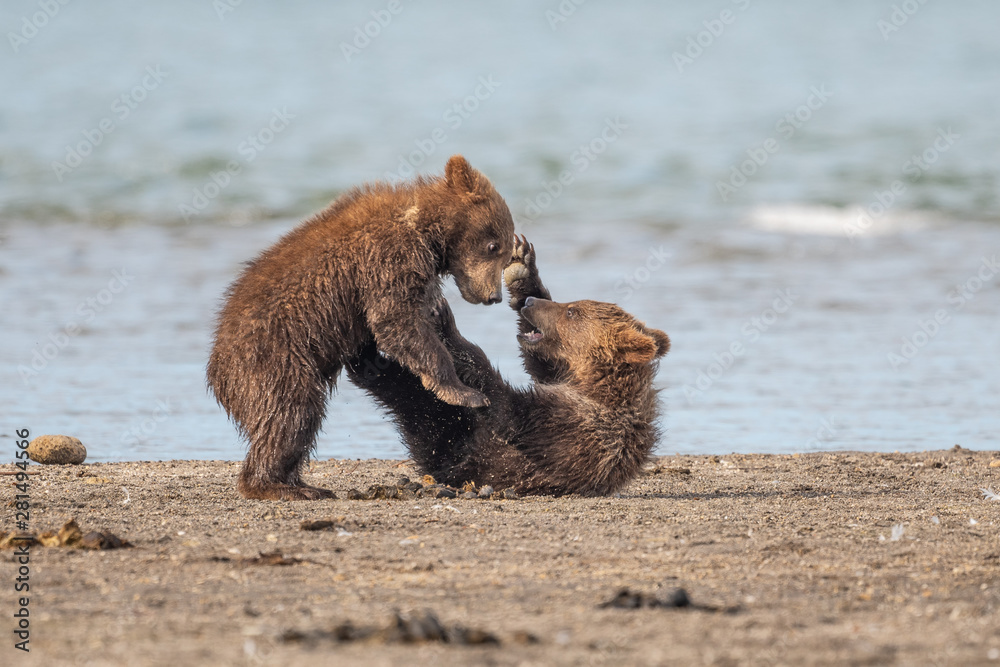 Ruling the landscape, brown bears of Kamchatka (Ursus arctos beringianus) Ruling the landscape, brown bears of Kamchatka (Ursus arctos beringianus)