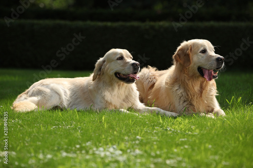 Amazing golden retrievers together © Zuzana Tillerova