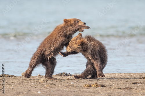 Rządząc krajobrazem, niedźwiedzie brunatne Kamczatki (Ursus arctos beringianus)