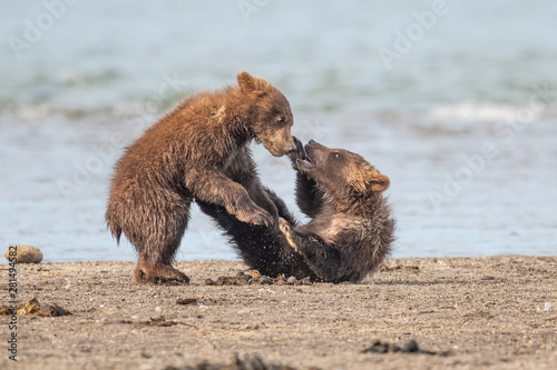 Rządząc krajobrazem, niedźwiedzie brunatne Kamczatki (Ursus arctos beringianus)