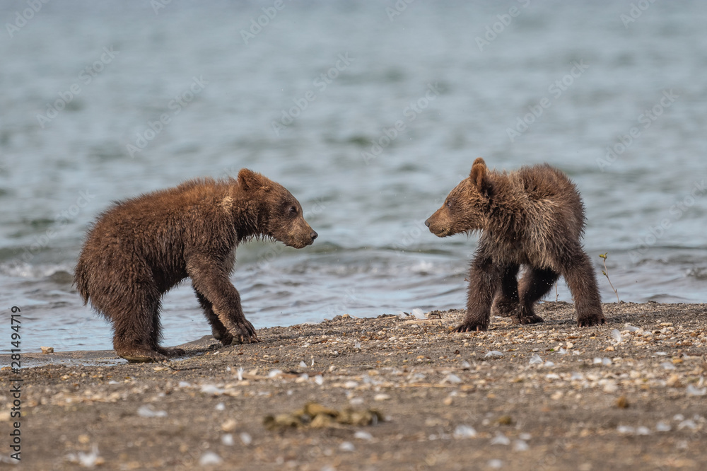 Obraz premium Ruling the landscape, brown bears of Kamchatka (Ursus arctos beringianus)