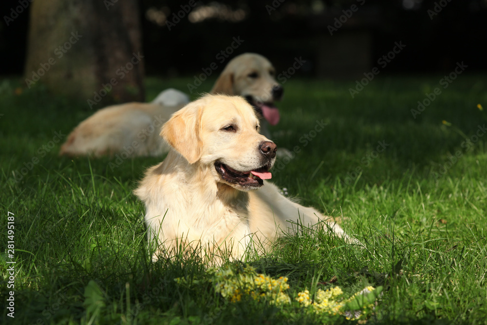 Beautiful golden retriever in the garden Beautiful golden retriever in the garden