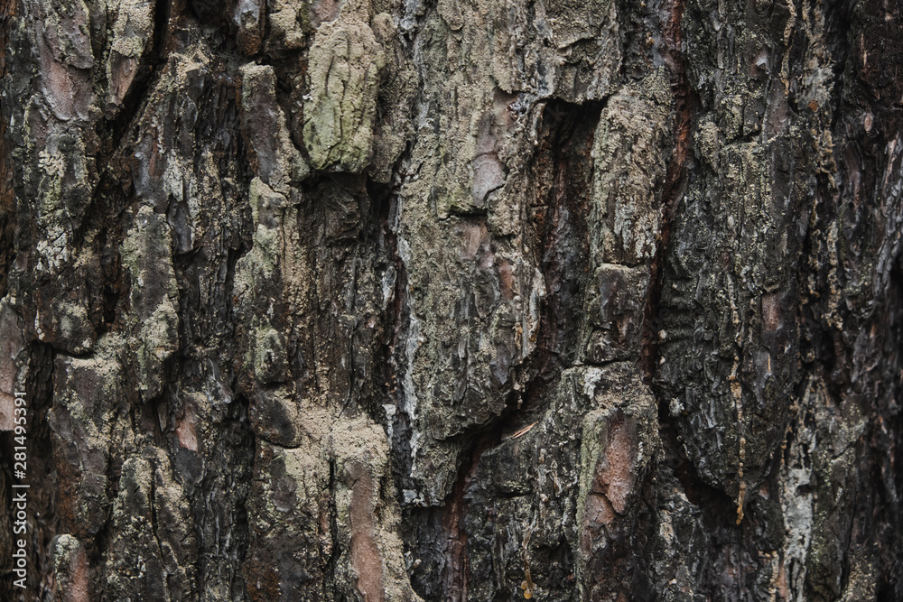 tree structure close-up tree structure close-up