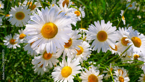 Chamomiles in the summer field close-up