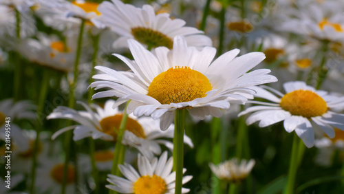 Chamomiles in the summer field close-up