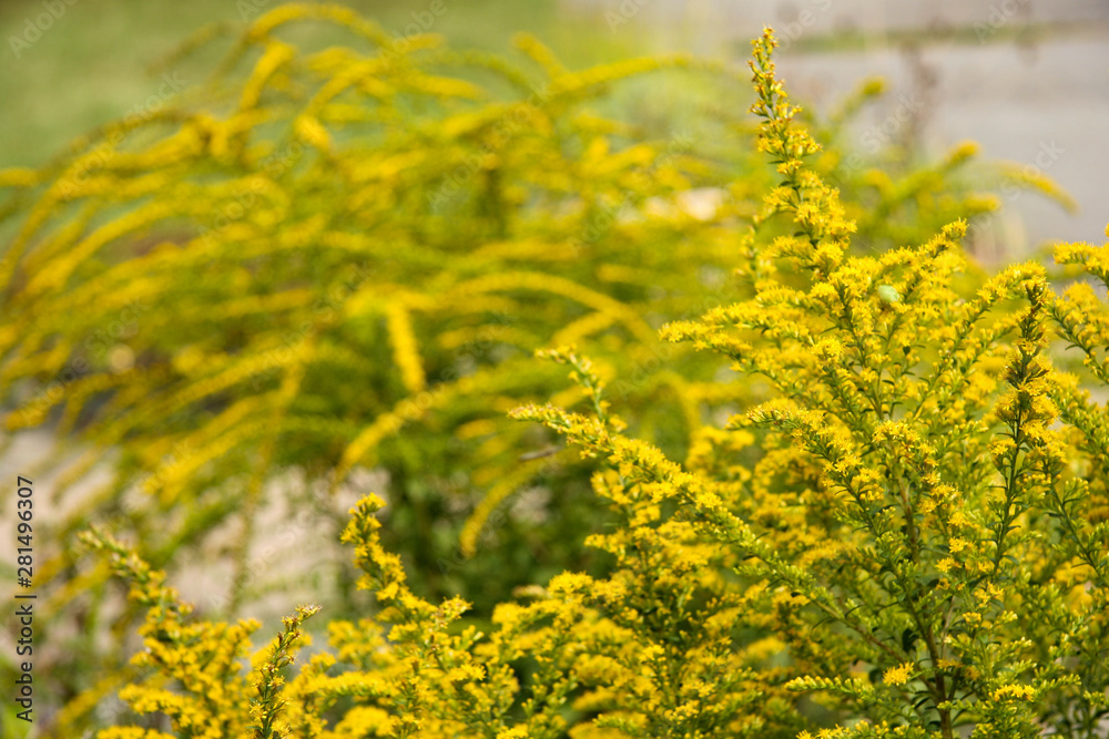 Obraz premium goldenrod