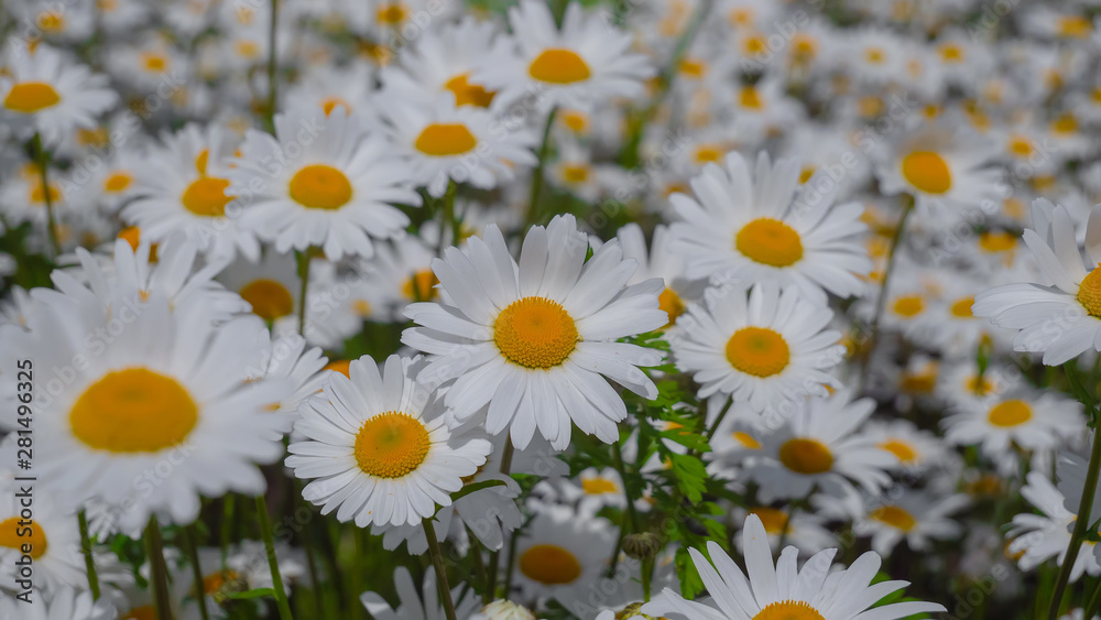 Obraz premium Chamomiles in the summer field close-up