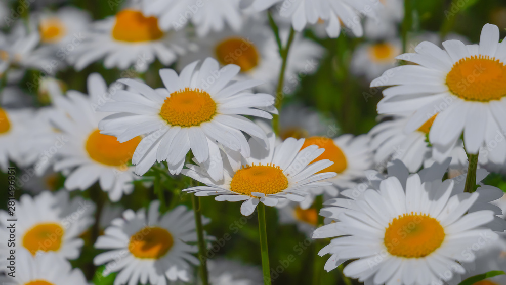 Fototapeta premium Chamomiles in the summer field close-up