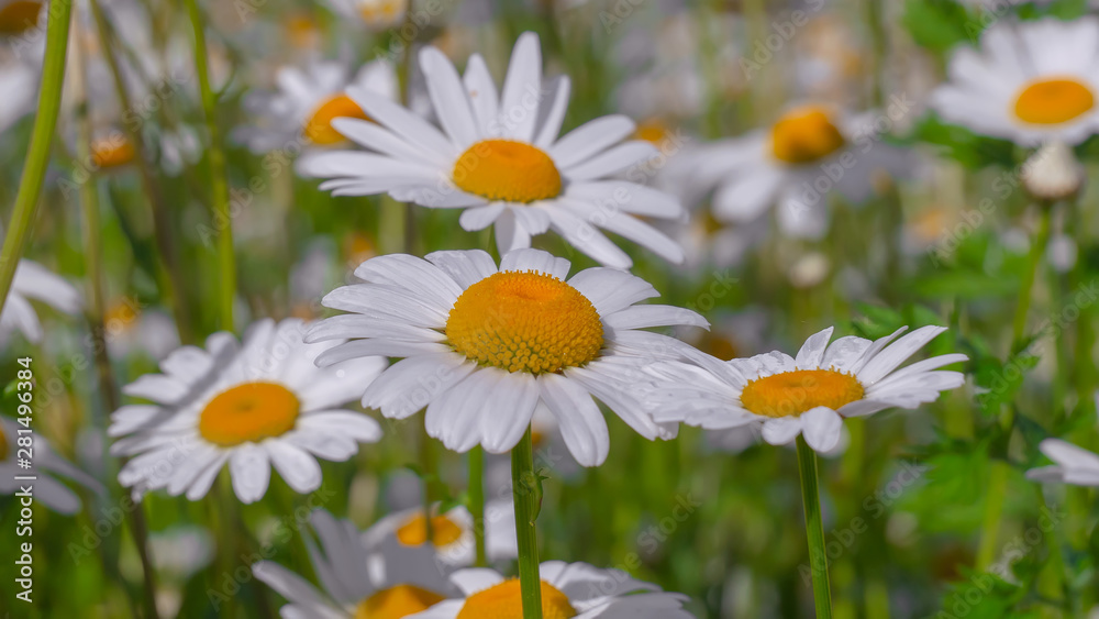 Fototapeta premium Chamomiles in the summer field close-up