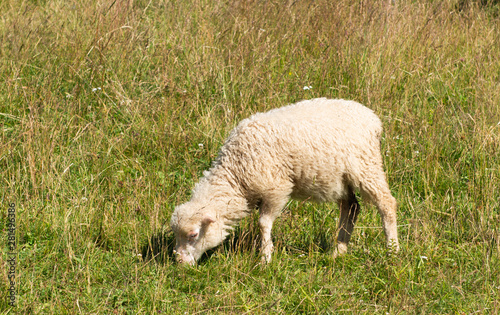 sheep graze on pasture