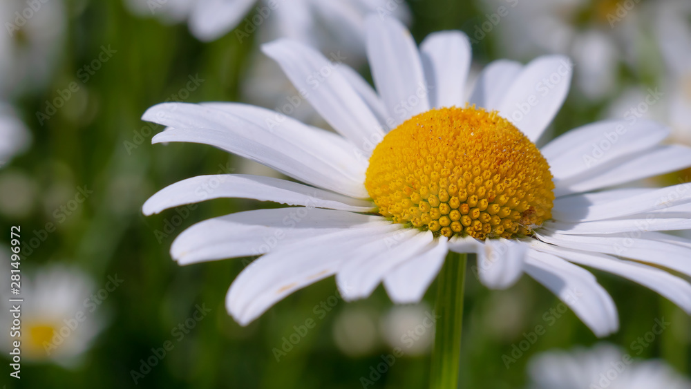 Fototapeta premium Chamomiles in the summer field close-up