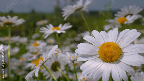 Chamomiles in the summer field close-up