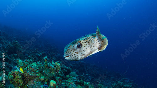 Curacao Underwater