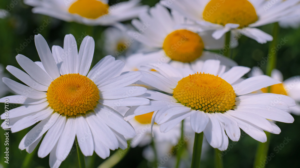 Fototapeta premium Chamomile flowers in the summer field