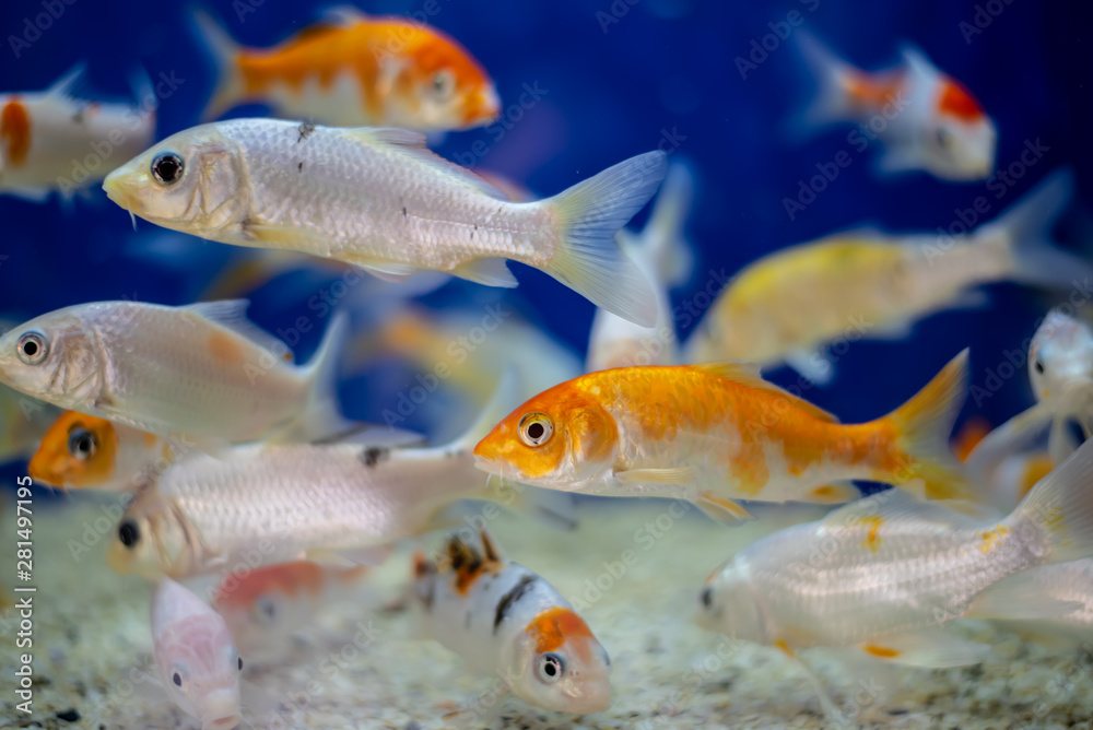 Naklejka premium fish in the aquarium eminonu istanbul