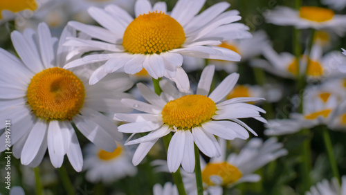 Chamomile flowers in the summer field