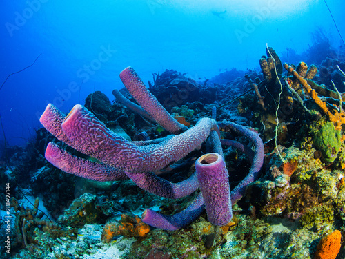 Curacao Underwater