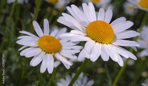 Chamomiles in the summer field close-up