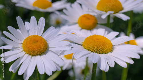 Chamomile flowers in the summer field