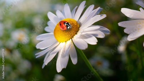 Ladybug on a camomile close-up in a summer field.