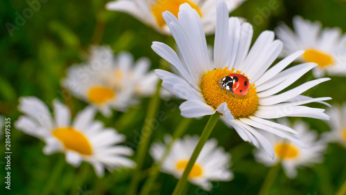 Ladybug on a camomile close-up in a summer field.