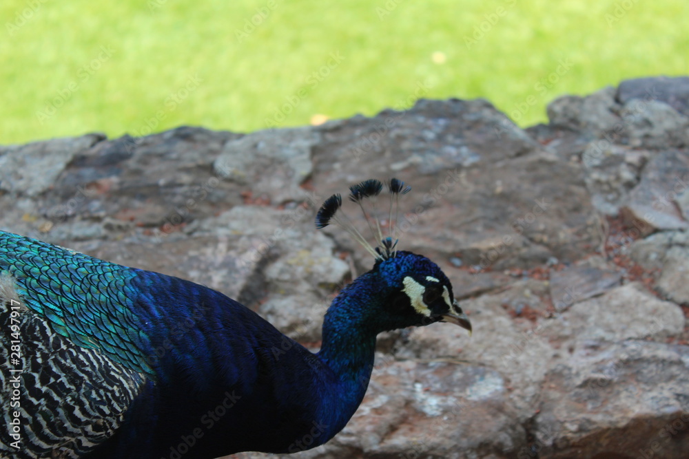 Fototapeta premium peacock