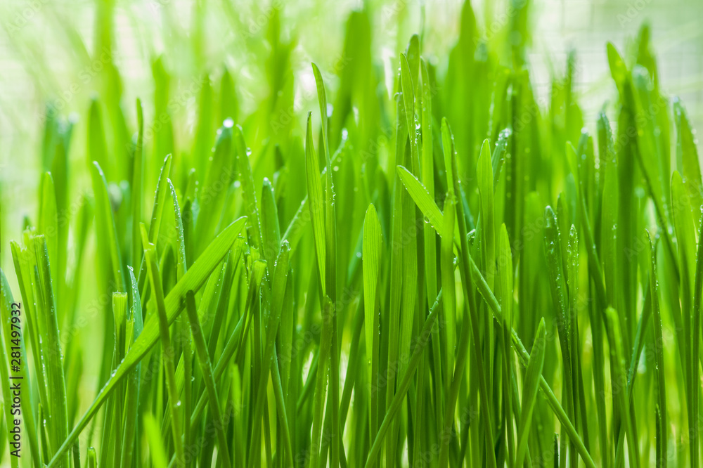 floral background of wet grass on the lawn in drops of water after rain close up floral background of wet grass on the lawn in drops of water after rain close up