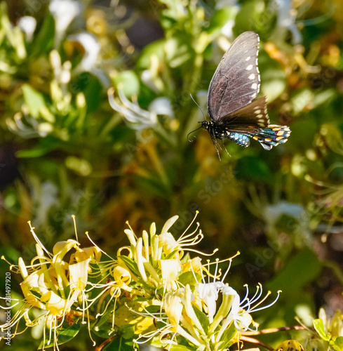 Pipe Vine Swallowtail Butterfly in Flight Among the Honeysuckle Flowers photo