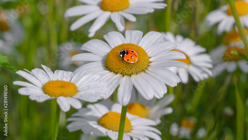 Ladybug on a camomile close-up in a summer field.