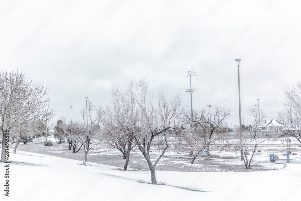 Winter Tree Winter Tree