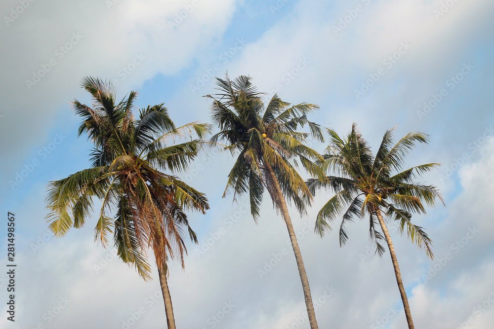 View on the coconut palm trees on a background of a blue cloudy sky. View on the coconut palm trees on a background of a blue cloudy sky.