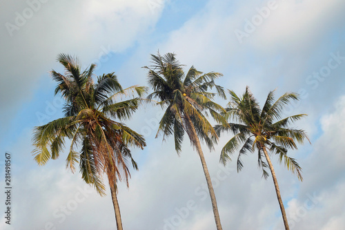 View on the coconut palm trees on a background of a blue cloudy sky.