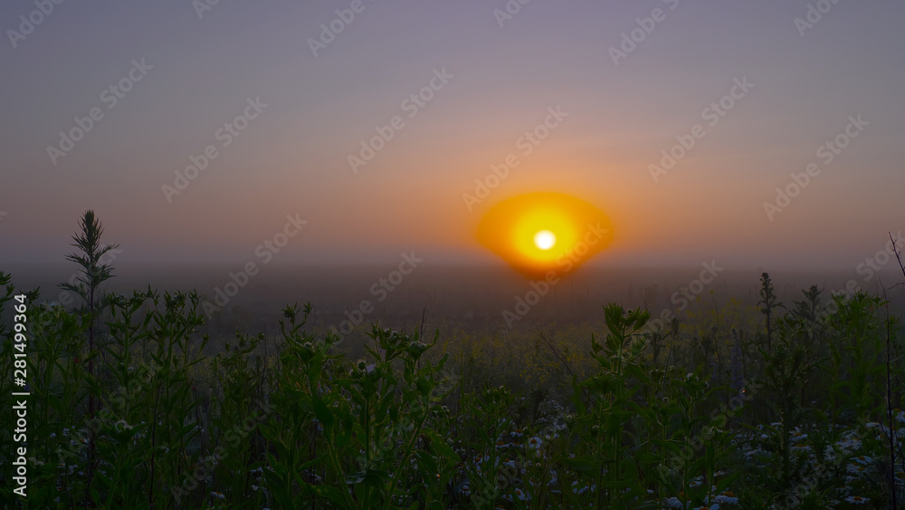 Red wild poppy flower in a field at sunrise