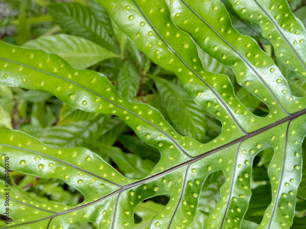 Fern leaf at McKee Botanical gardens, Vero Beach, FL Fern leaf at McKee Botanical gardens, Vero Beach, FL