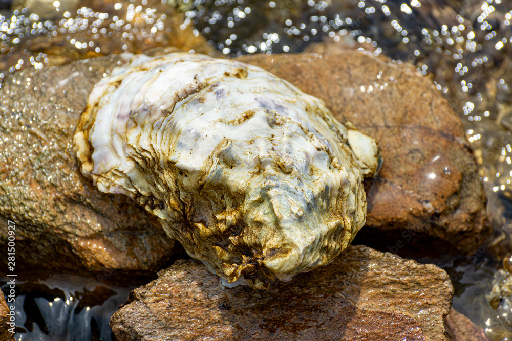 Wild oysters shells in sea salted water near Goedereede, Zeeland, Netherlands Wild oysters shells in sea salted water near Goedereede, Zeeland, Netherlands