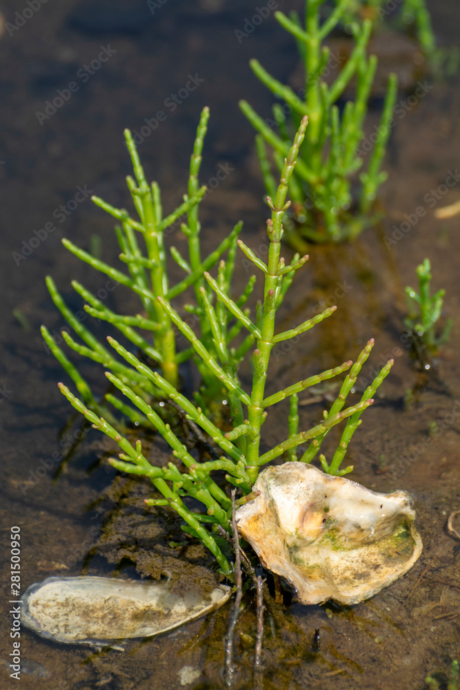 Salicornia edible plants grow in salt marshes, beaches, and mangroves