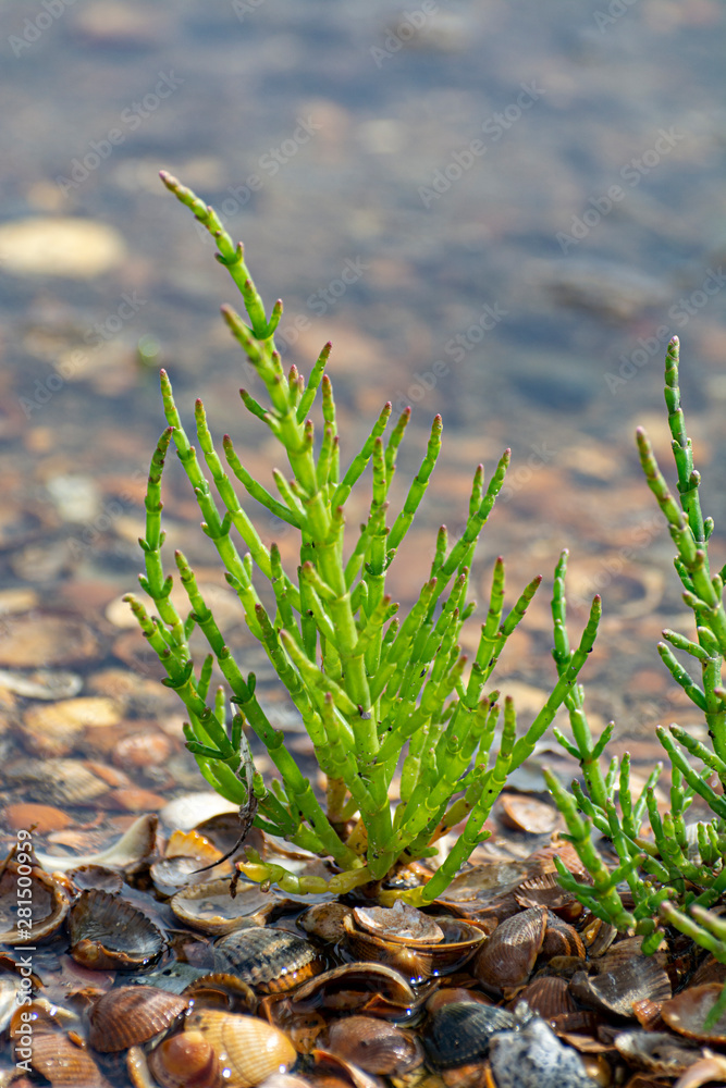 Salicornia edible plants grow in salt marshes, beaches, and mangroves
