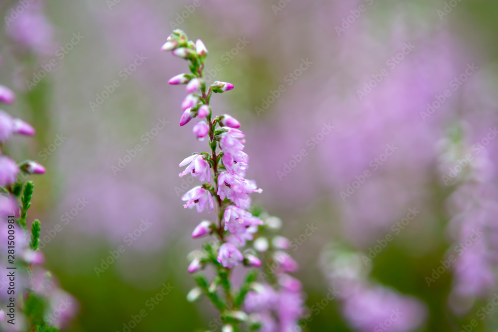 Blossom of heather plant in Kempen forest, Brabant, Netherland Blossom of heather plant in Kempen forest, Brabant, Netherland