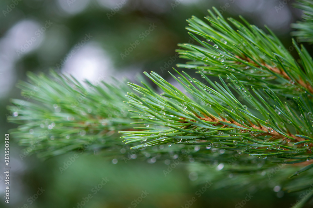 Young branch of green pine tree with raindrops close up Young branch of green pine tree with raindrops close up