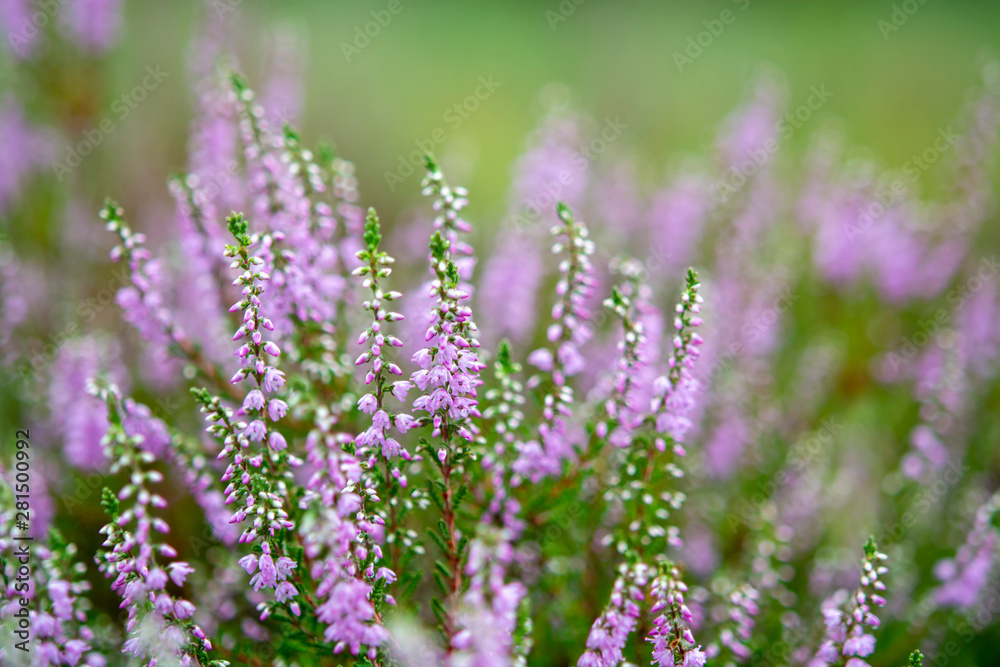 Blossom of heather plant in Kempen forest, Brabant, Netherland