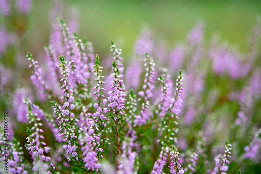 Blossom of heather plant in Kempen forest, Brabant, Netherland Blossom of heather plant in Kempen forest, Brabant, Netherland