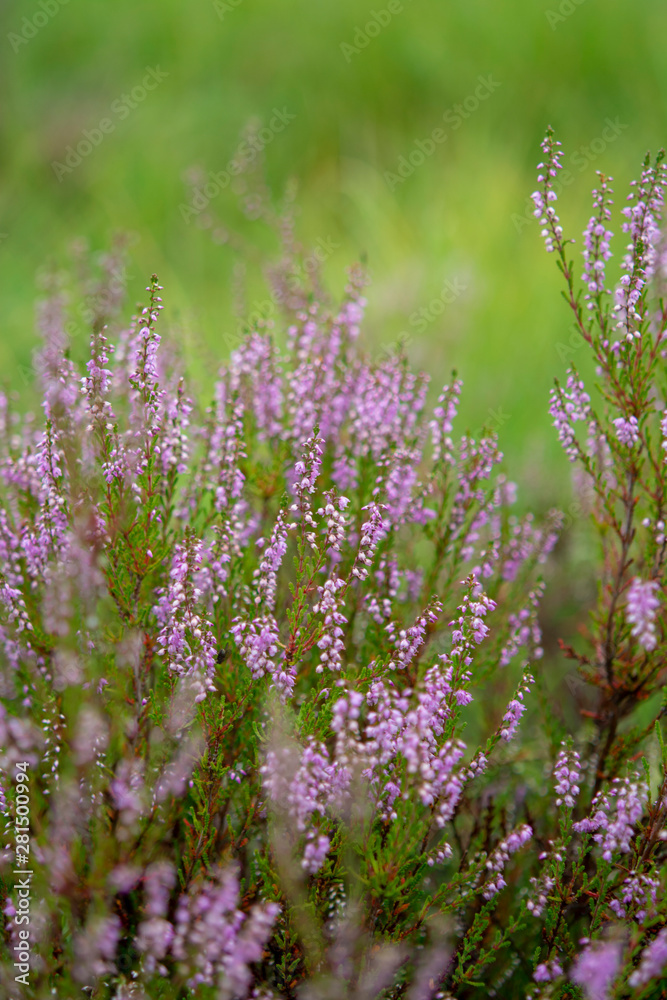 Blossom of heather plant in Kempen forest, Brabant, Netherland