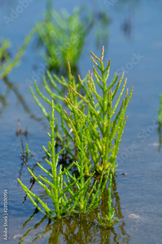 Salicornia edible plants grow in salt marshes, beaches, and mangroves, calles also glasswort, pickleweed, picklegrass, marsh samphire, mouse tits, sea beans, samphire greens or sea asparagus.