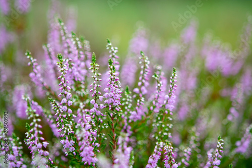 Blossom of heather plant in Kempen forest, Brabant, Netherland © barmalini