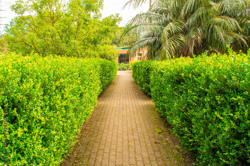 Naklejka premium Natural path with shrubs on the sides in the middle of the garden