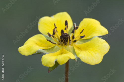 Potentilla reptans beautiful yellow flower on wet meadows